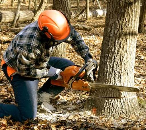 Tree Removal in Frankfort, ME